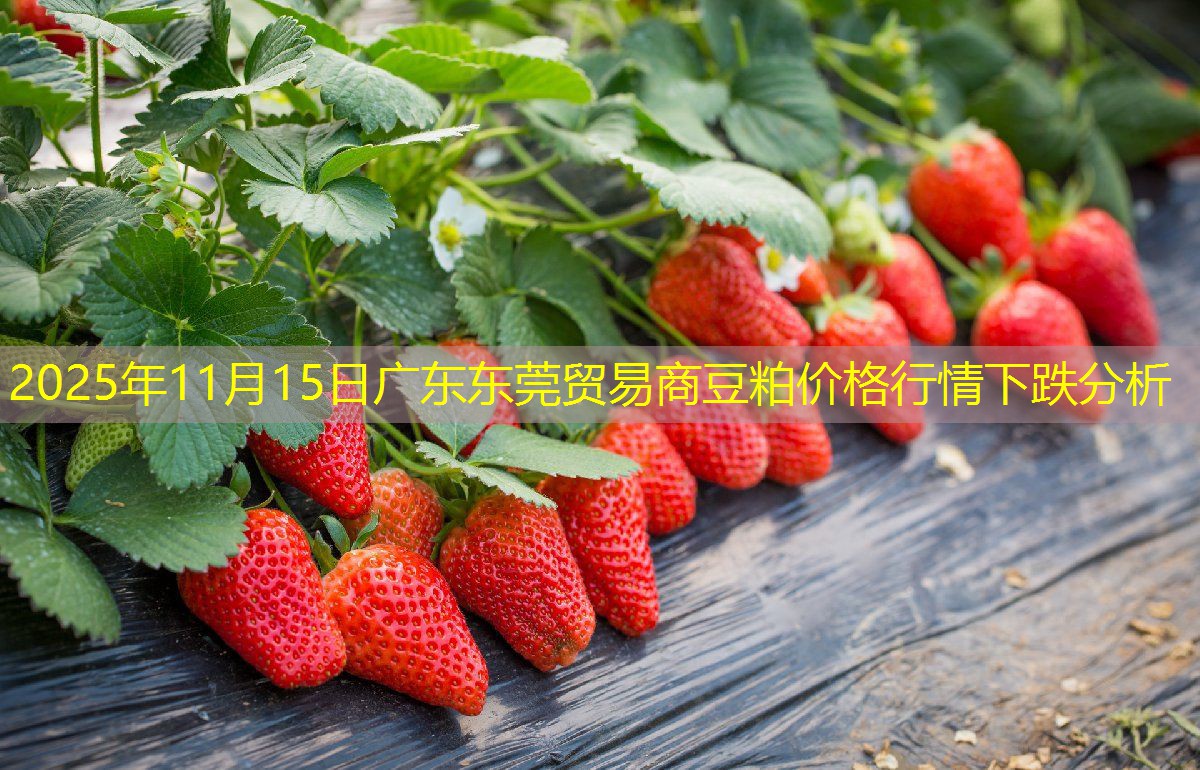 2025年11月15日广东东莞贸易商豆粕价格行情下跌分析