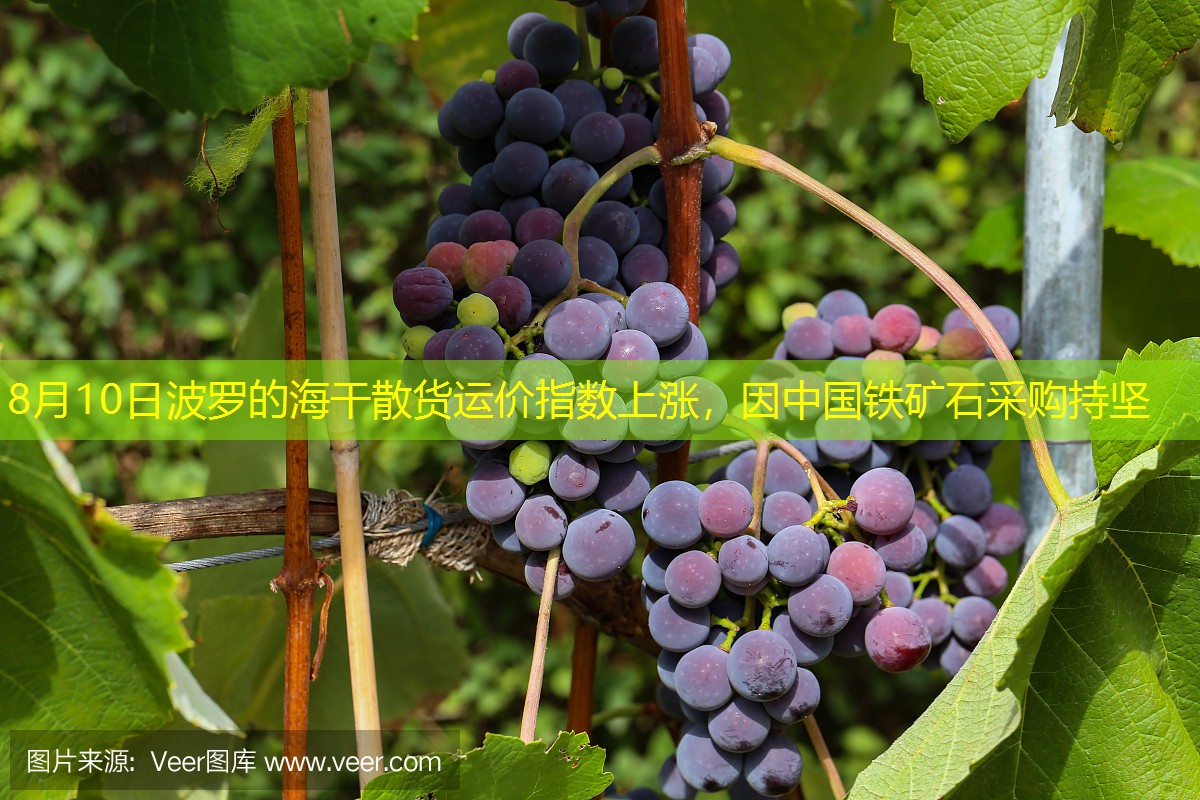 8月10日波罗的海干散货运价指数上涨，因中国铁矿石采购持坚