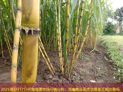 2025年3月17日河南鸡蛋市场行情分析