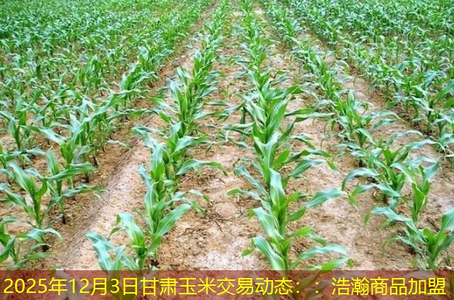 2025年12月3日甘肃玉米交易动态：：浩瀚商品加盟