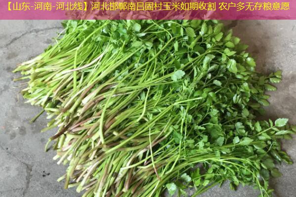 【山东-河南-河北线】河北邯郸南吕固村玉米如期收割 农户多无存粮意愿