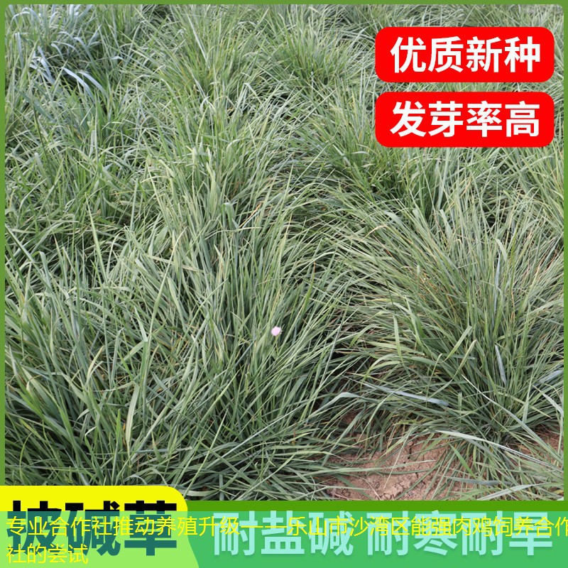 专业合作社推动养殖升级——乐山市沙湾区能强肉鸡饲养合作社的尝试