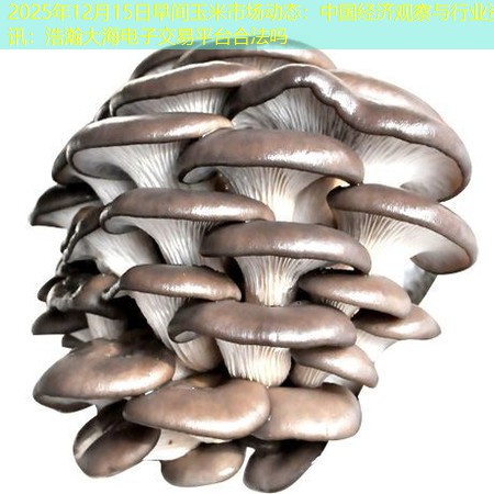 2025年12月15日早间玉米市场动态：中国经济观察与行业资讯