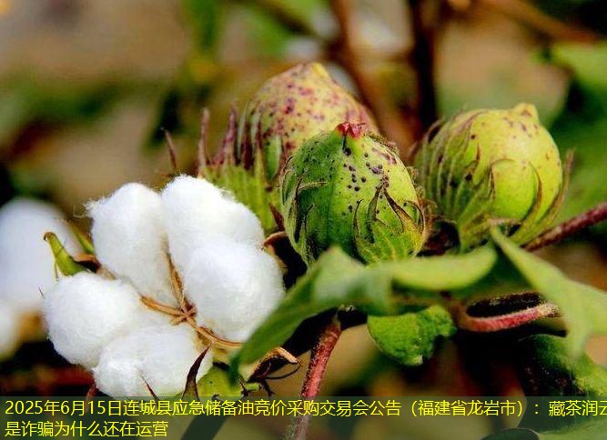 2025年6月15日连城县应急储备油竞价采购交易会公告（福建省龙岩市）：藏茶润云是诈骗为什么还在运营