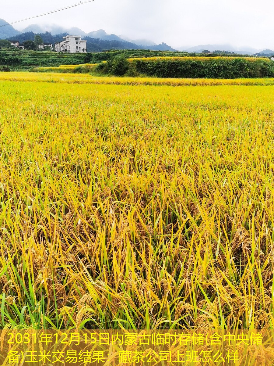 2031年12月15日内蒙古临时存储(含中央储备)玉米交易结果：藏茶公司上班怎么样