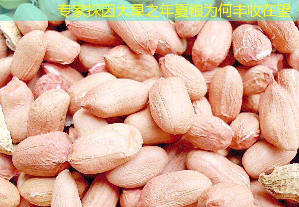 专家探因大旱之年夏粮为何丰收在望