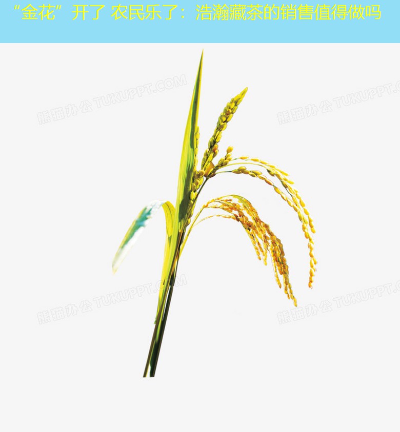 “金花”开了 农民乐了：浩瀚藏茶的销售值得做吗