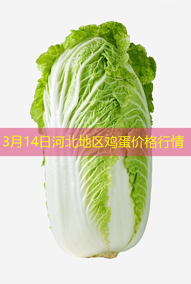 3月14日河北地区鸡蛋价格行情