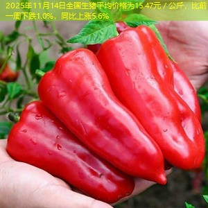 2025年11月14日全国生猪平均价格为15.47元／公斤，比前一周下跌1.0%，同比上涨5.6%