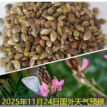 2025年11月24日国外天气预报