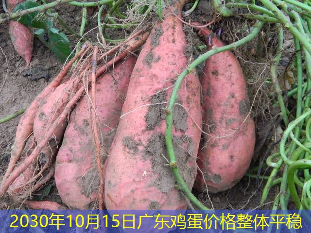 2030年10月15日广东鸡蛋价格整体平稳