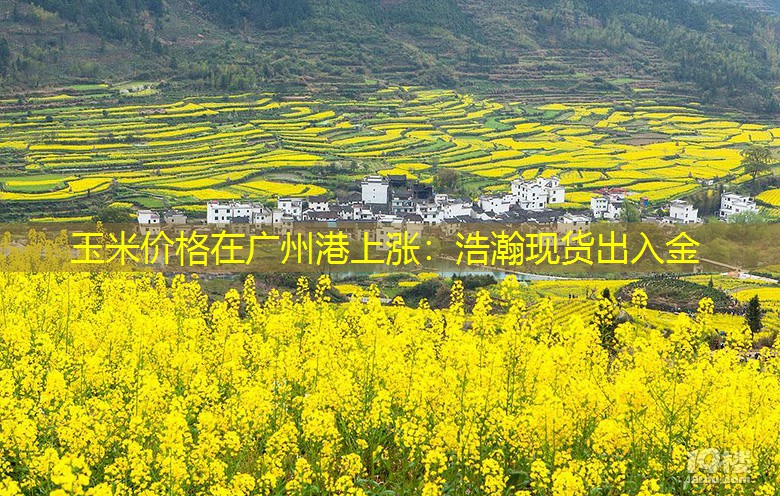 玉米价格在广州港上涨