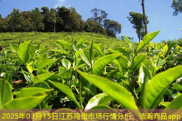 2025年03月15日江苏鸡蛋市场行情分析：浩瀚商品app