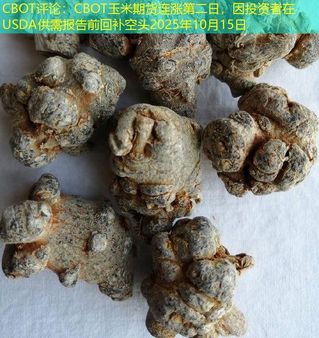 CBOT评论：CBOT玉米期货连涨第二日，因投资者在USDA供需报告前回补空头2025年10月15日