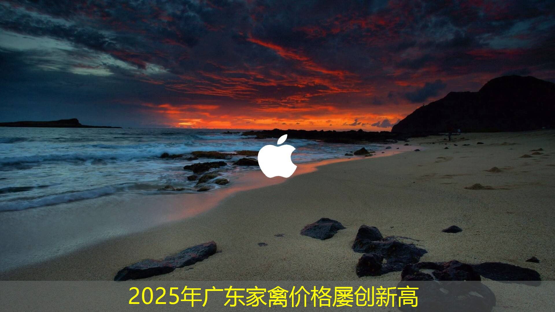 2025年广东家禽价格屡创新高