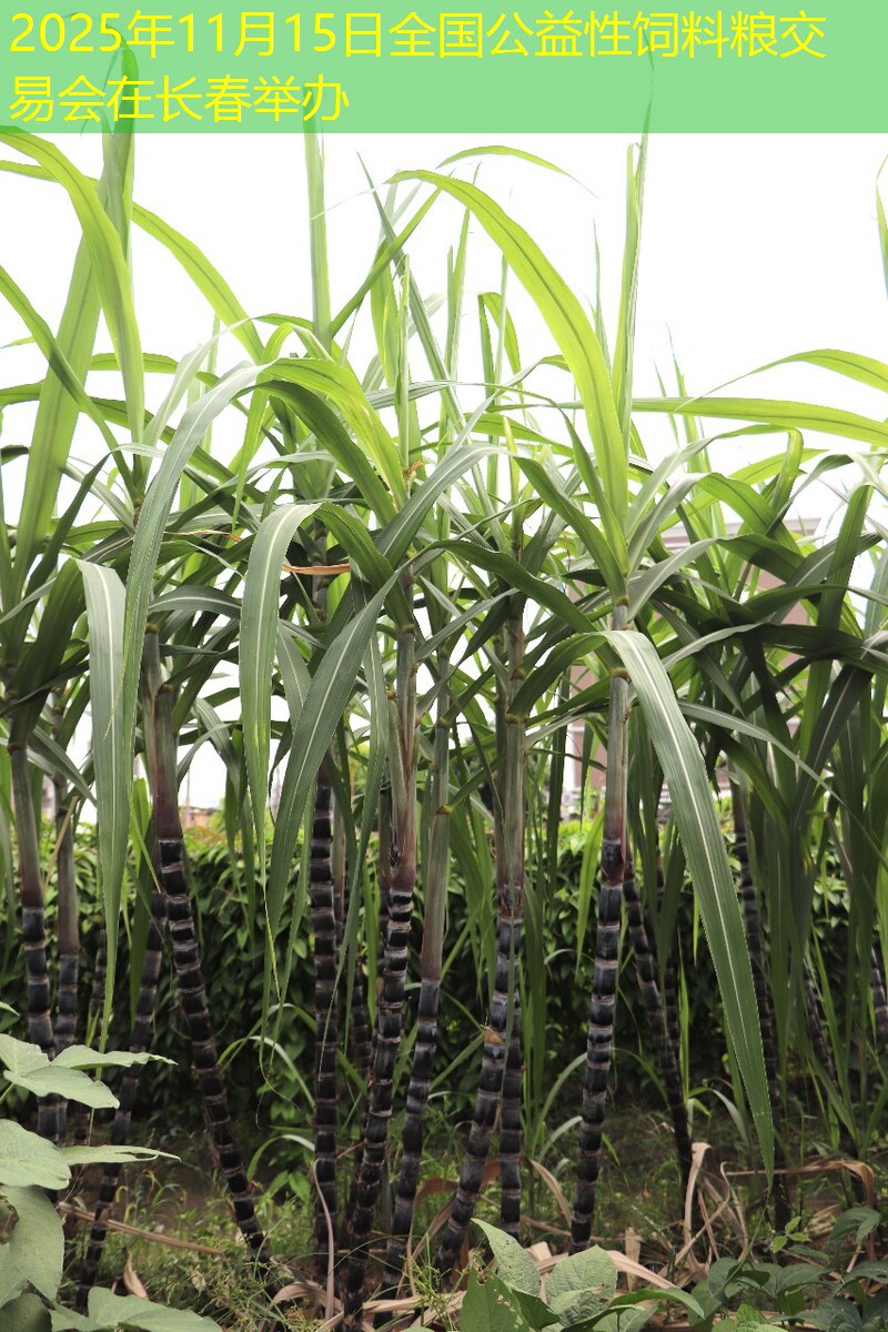 2025年11月15日全国公益性饲料粮交易会在长春举办