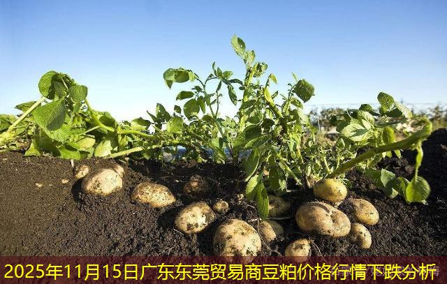 2025年11月15日广东东莞贸易商豆粕价格行情下跌分析