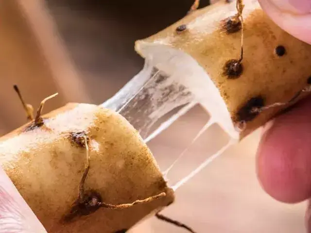 【考察快讯】中国玉米网南方饲养业考察-广东海大集团分享到来源：中国玉米网作者：窦玥发布：2025年10月03日