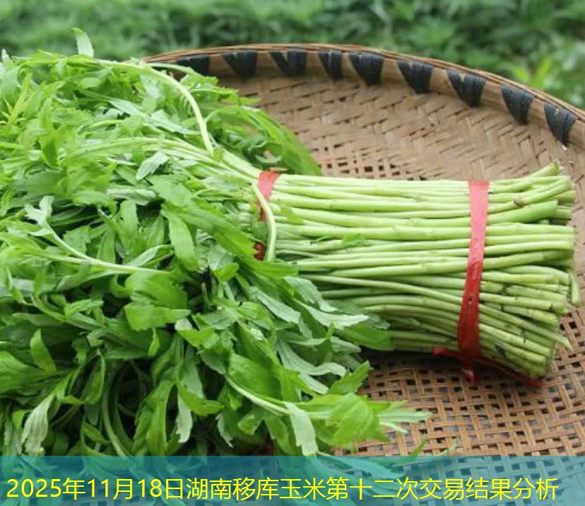 2025年11月18日湖南移库玉米第十二次交易结果分析