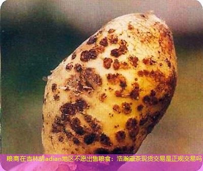 粮商在吉林胡adian地区不愿出售粮食：浩瀚藏茶现货交易是正规交易吗