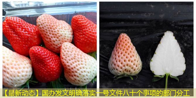 【最新动态】国办发文明确落实一号文件八十个事项的部门分工