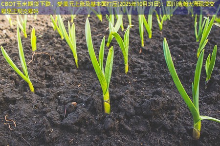 CBOT玉米期货下跌，受美元上涨及基本面打压(2025年10月31日)