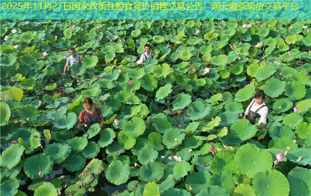 2025年11月27日国家政策性粮食竞价销售交易公告