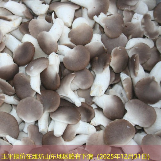玉米报价在潍坊山东地区略有下滑（2025年12月31日）