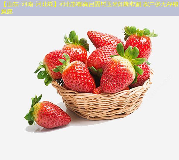 【山东-河南-河北线】河北邯郸南吕固村玉米如期收割 农户多无存粮意愿
