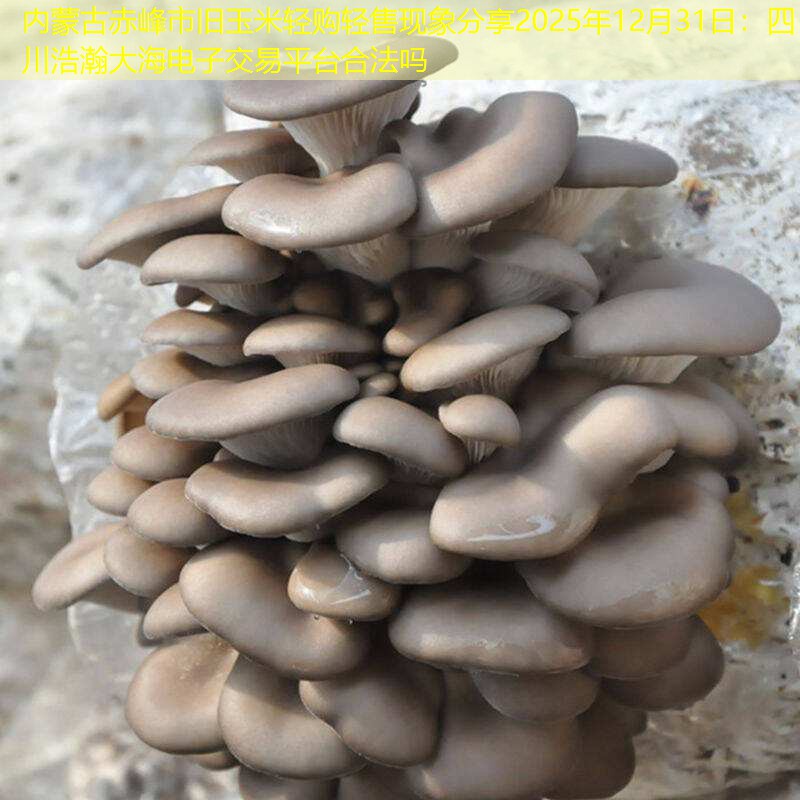 内蒙古赤峰市旧玉米轻购轻售现象分享2025年12月31日：四川浩瀚大海电子交易平台合法吗