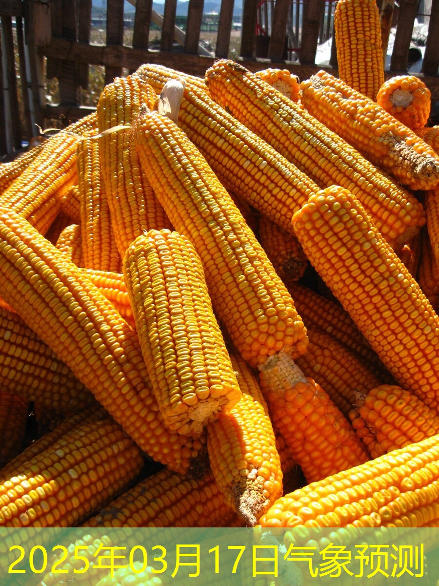 2025年03月17日气象预测