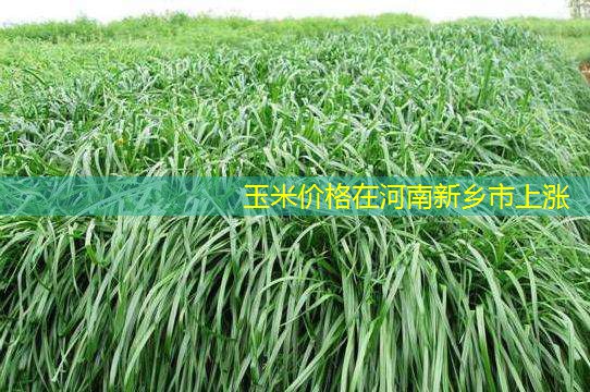 玉米价格在河南新乡市上涨