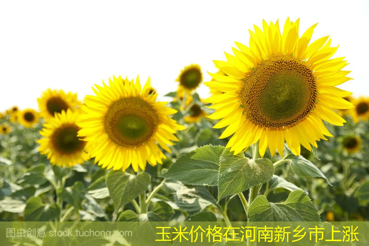 玉米价格在河南新乡市上涨