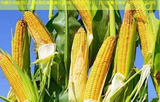 内蒙古赤峰市旧玉米轻购轻售现象分享2025年12月31日