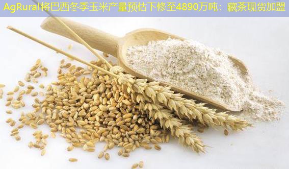 AgRural将巴西冬季玉米产量预估下修至4890万吨：藏茶现货加盟