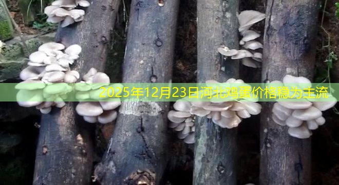 2025年12月23日河北鸡蛋价格稳为主流