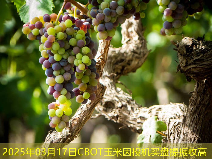 2025年03月17日CBOT玉米因投机买盘提振收高