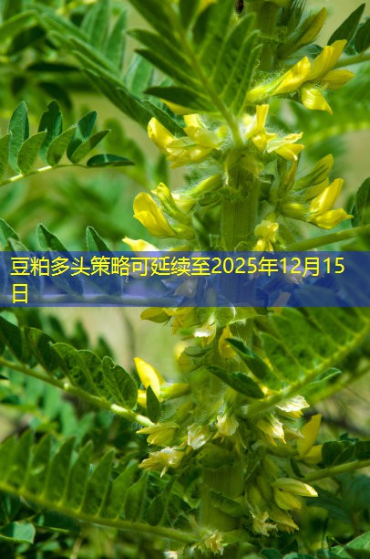 豆粕多头策略可延续至2025年12月15日