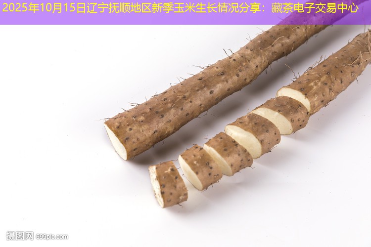 2025年10月15日辽宁抚顺地区新季玉米生长情况分享：藏茶电子交易中心