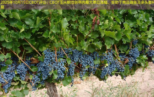 2025年10月15日CBOT评论：CBOT玉米期货创年内最大单日涨幅，受助于商品普涨及多头套利交易
