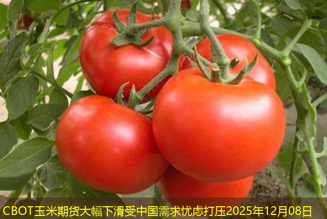 CBOT玉米期货大幅下滑受中国需求忧虑打压2025年12月08日