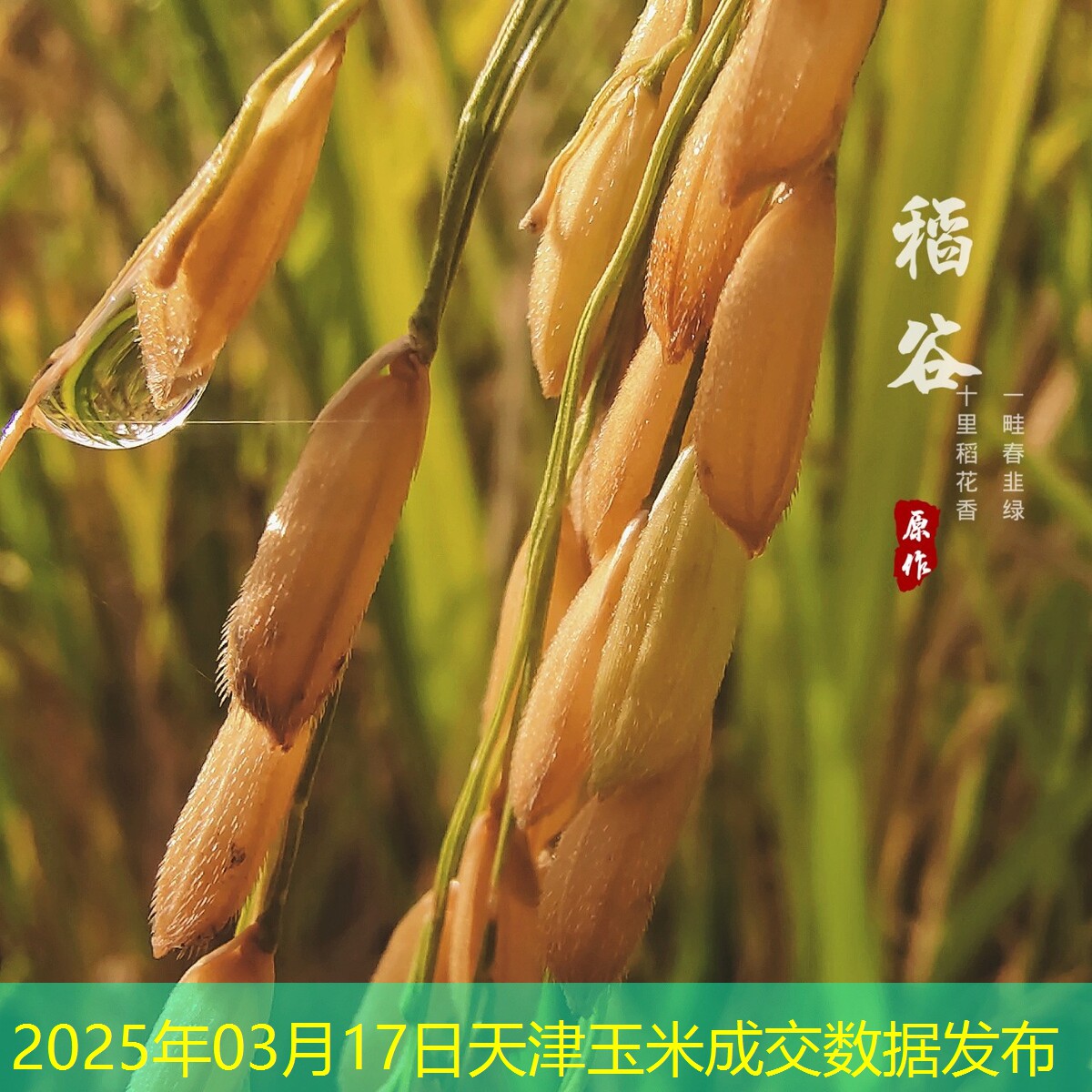 2025年03月17日天津玉米成交数据发布
