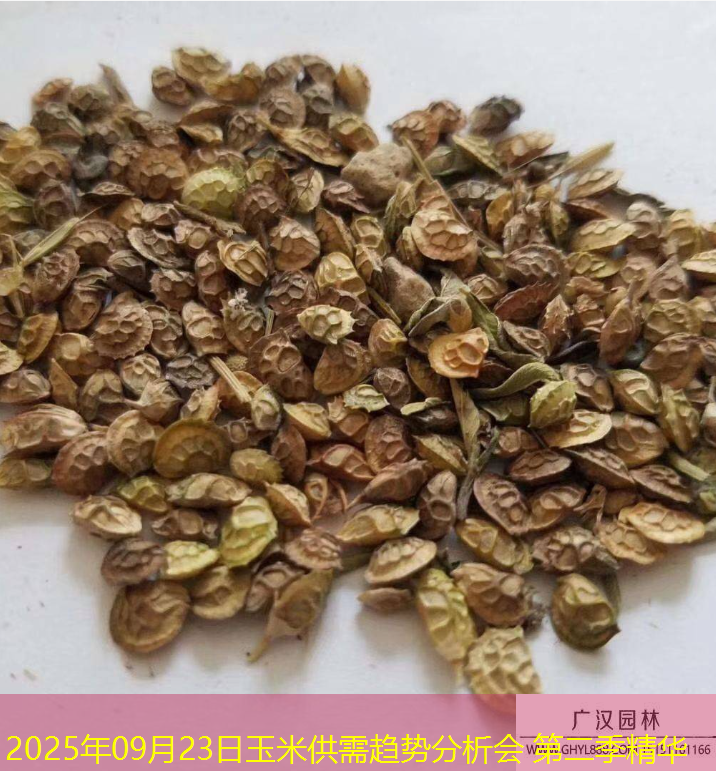 2025年09月23日玉米供需趋势分析会 第二季精华
