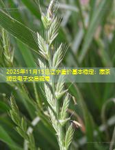 2025年11月15日辽宁蛋价基本稳定：藏茶润云电子交易骗局