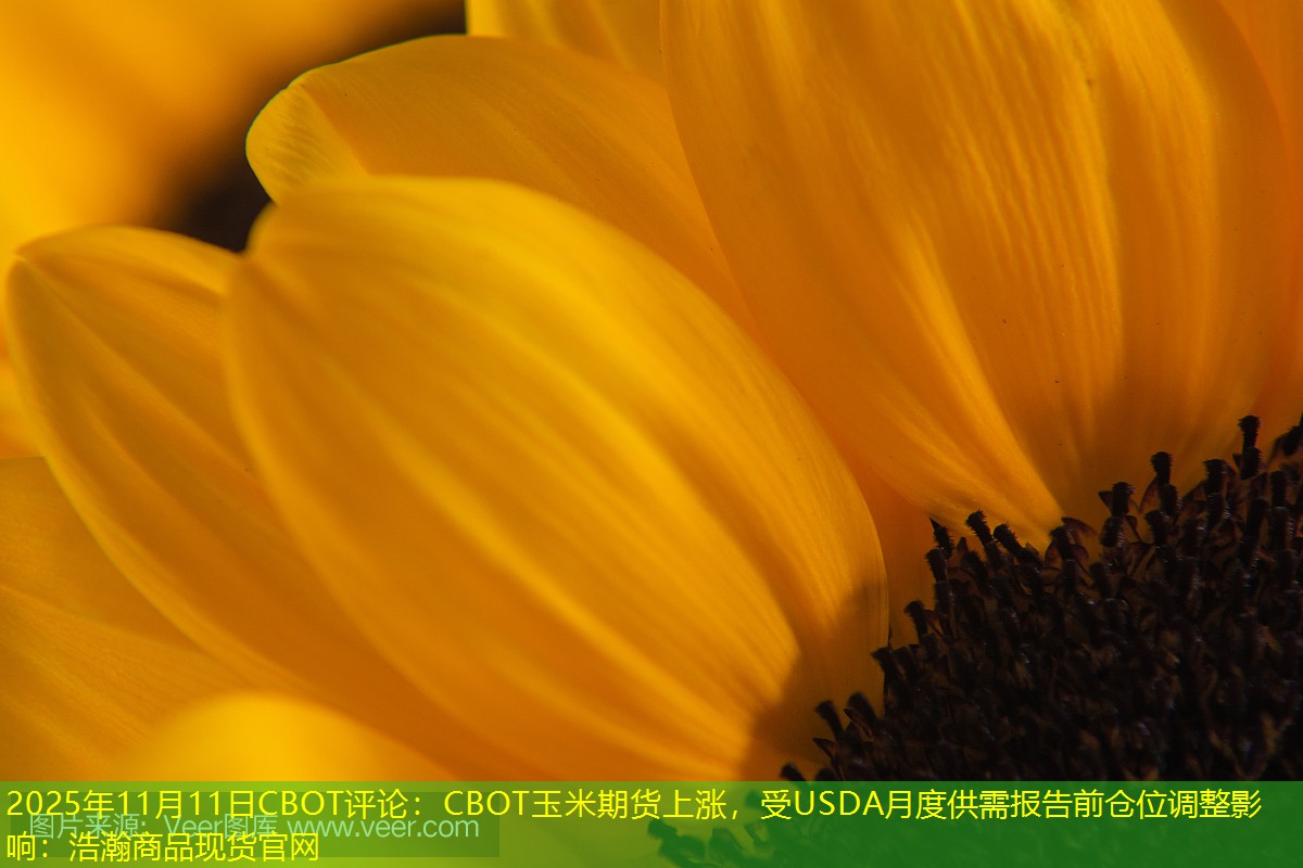 2025年11月11日CBOT评论：CBOT玉米期货上涨，受USDA月度供需报告前仓位调整影响