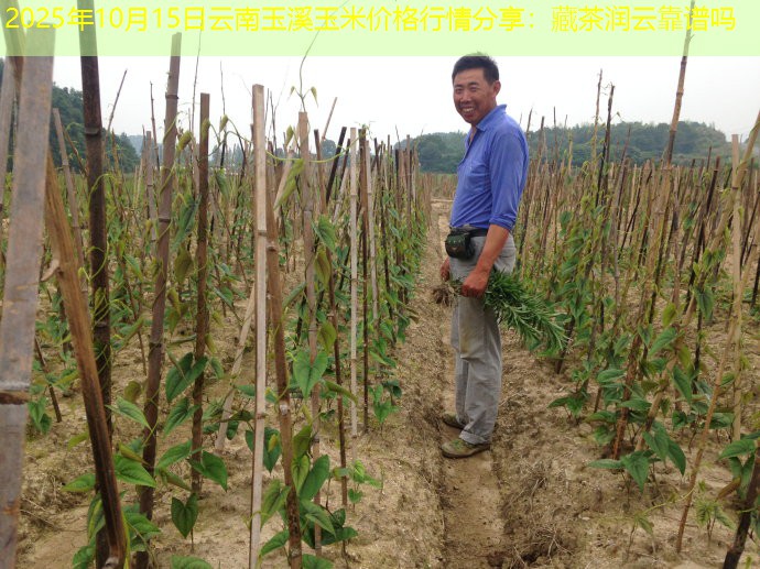 2025年10月15日云南玉溪玉米价格行情分享：藏茶润云靠谱吗