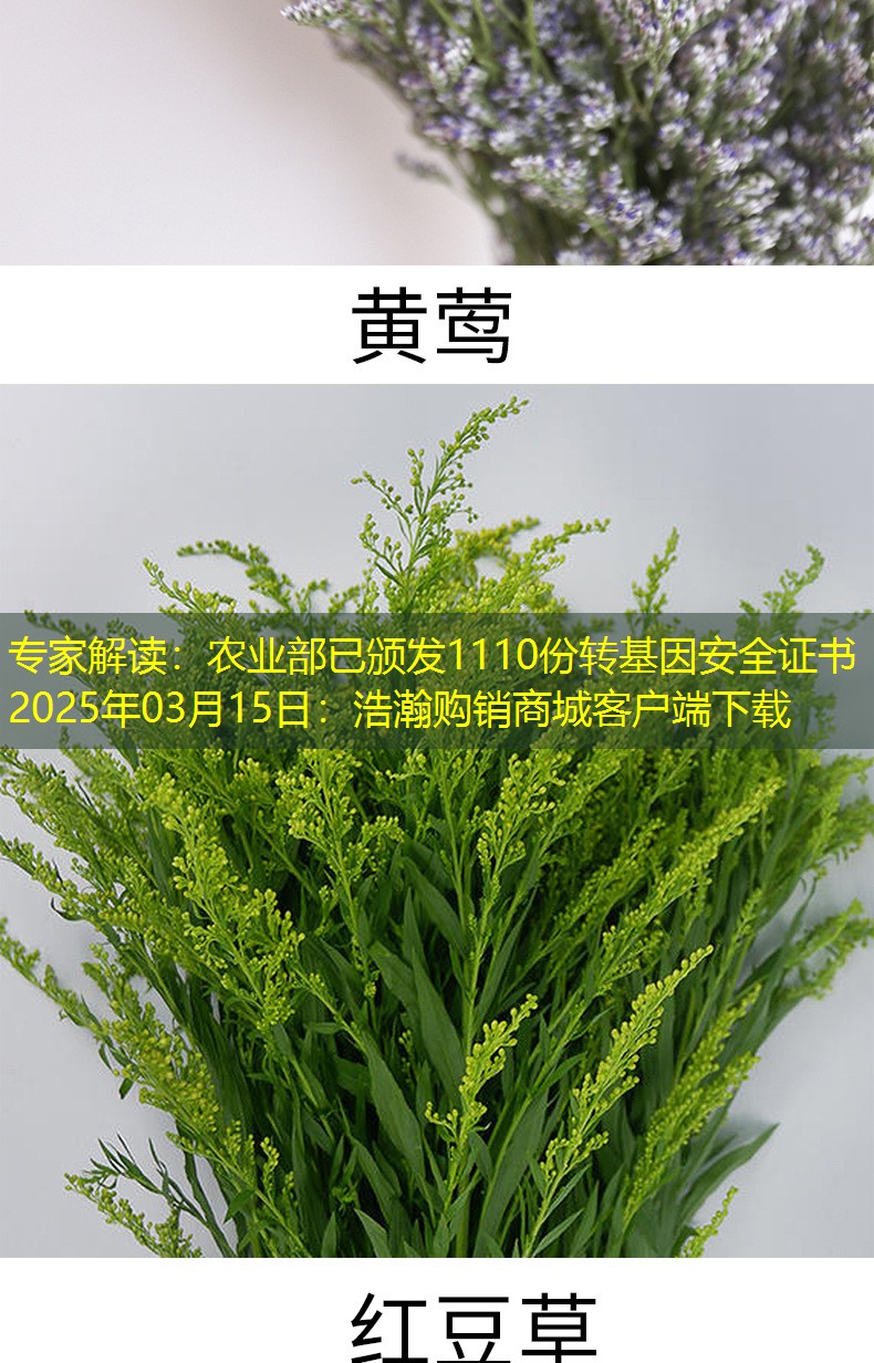 专家解读：农业部已颁发1110份转基因安全证书2025年03月15日：浩瀚购销商城客户端下载