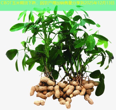 CBOT玉米期货下跌，因农户增加销售量分享到2025年12月13日